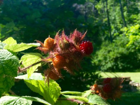 When not singing or worrying about the state of the world, I like to pick berries. 